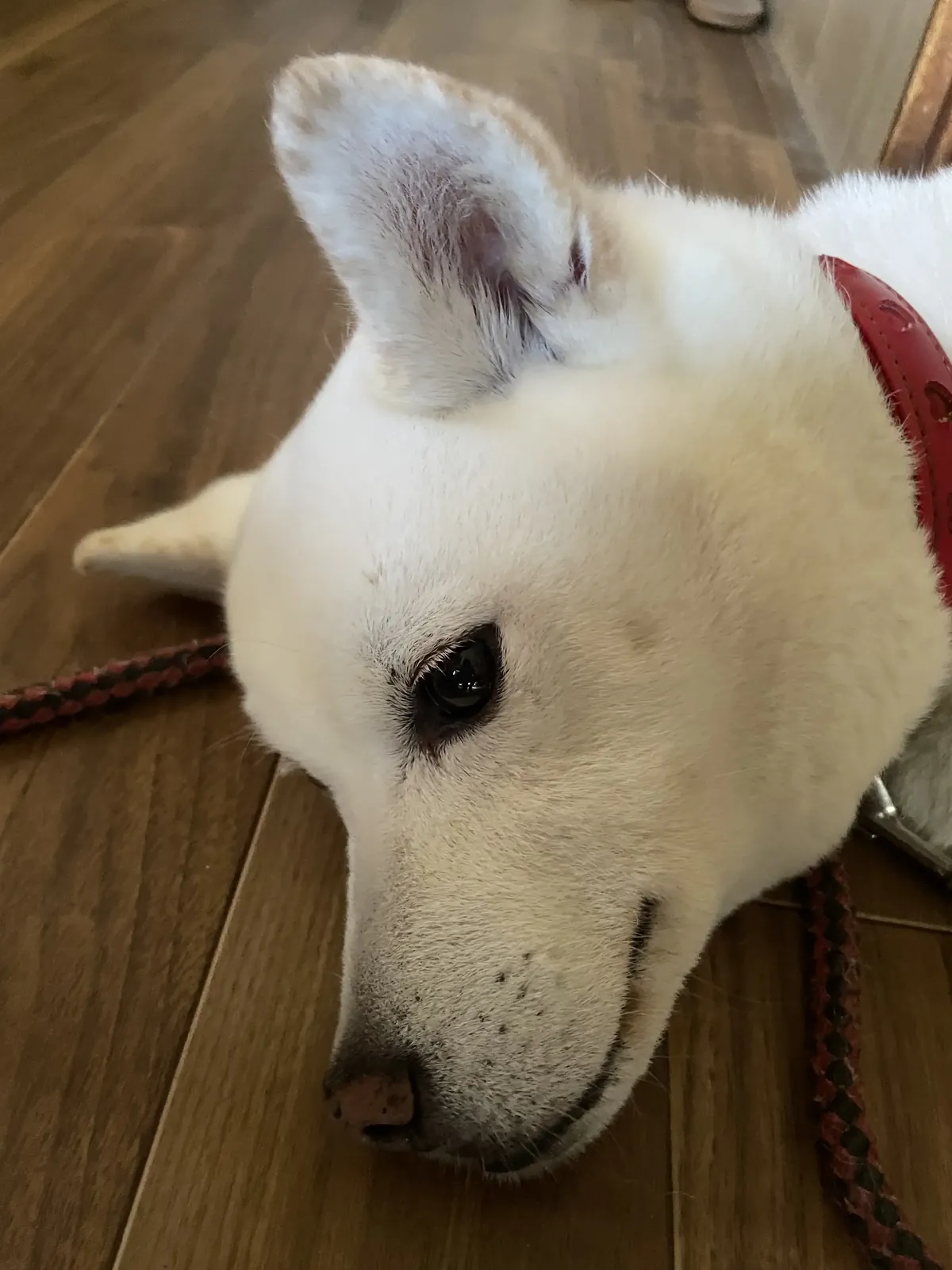 秋になってる